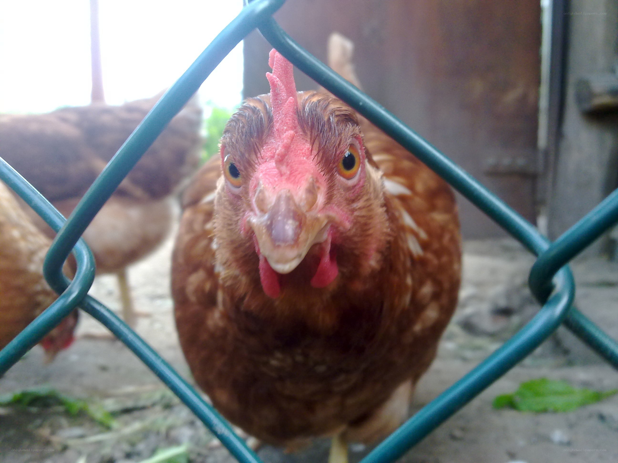 chicken behind a fence
