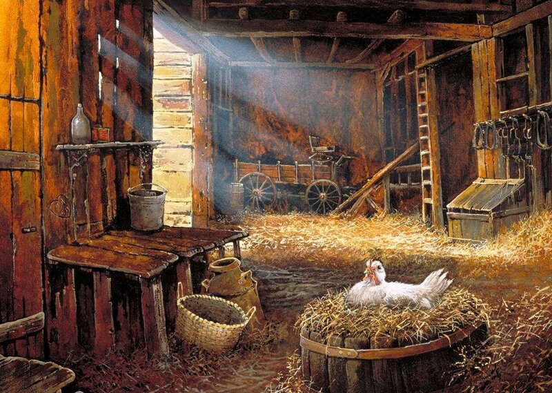 Chicken in a barn