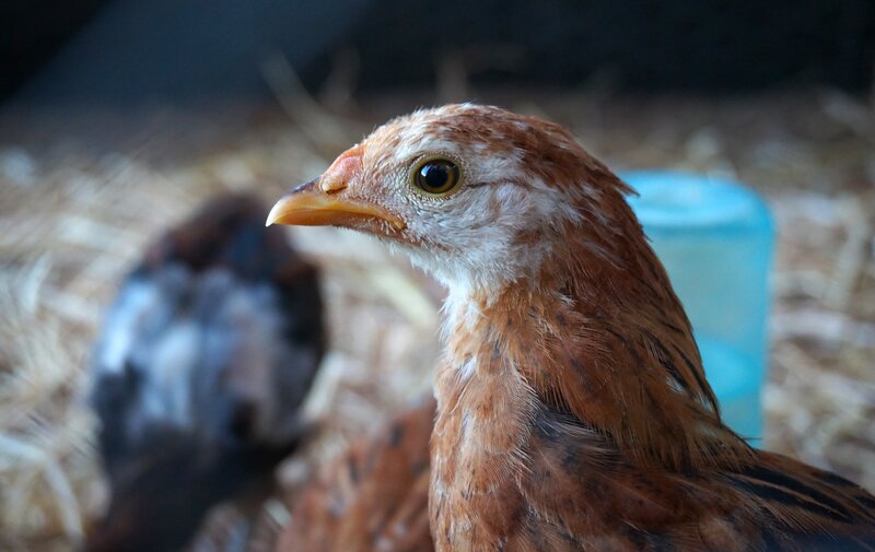 chicken in a coop