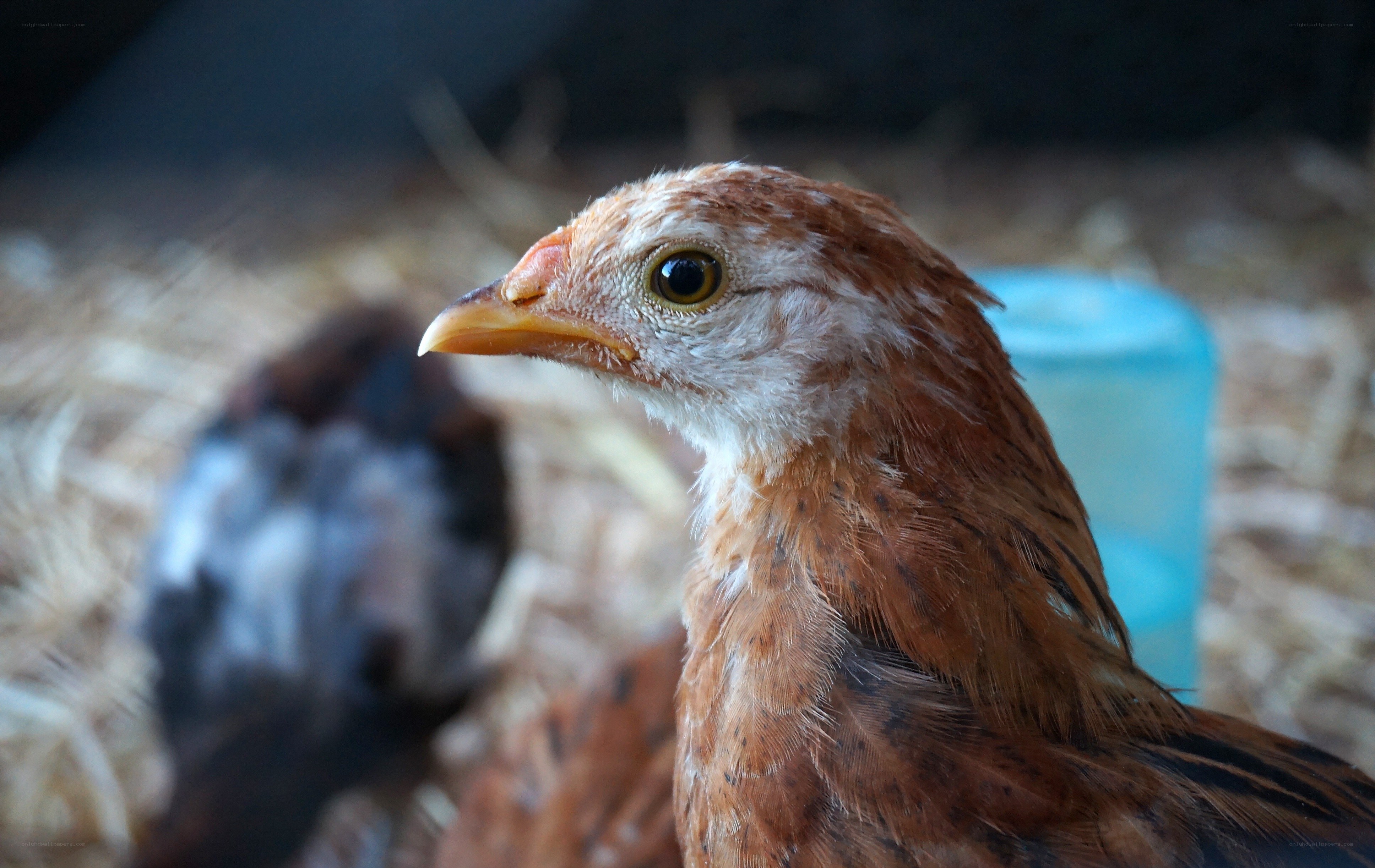 chicken in a coop