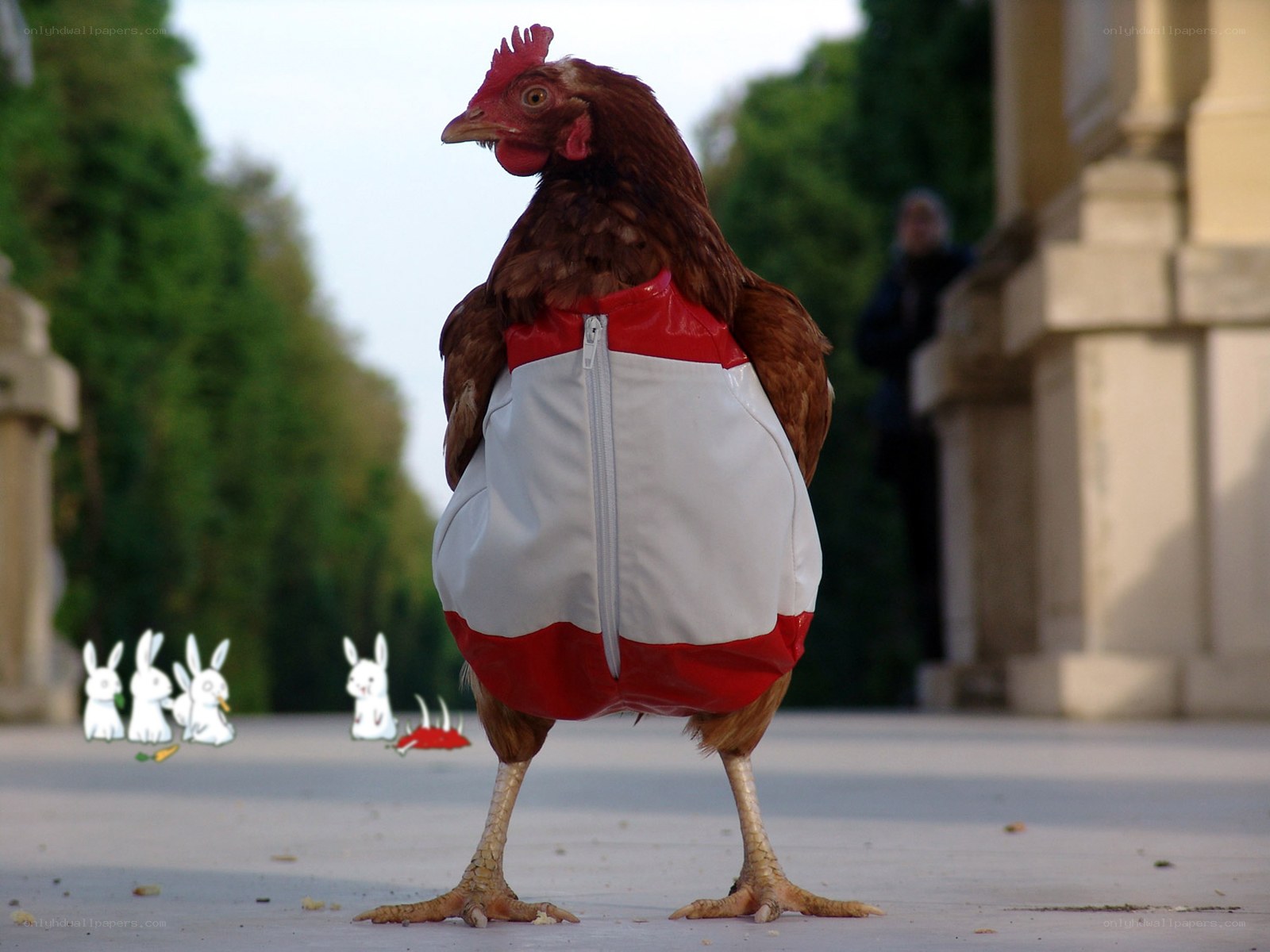 Chicken in a costume