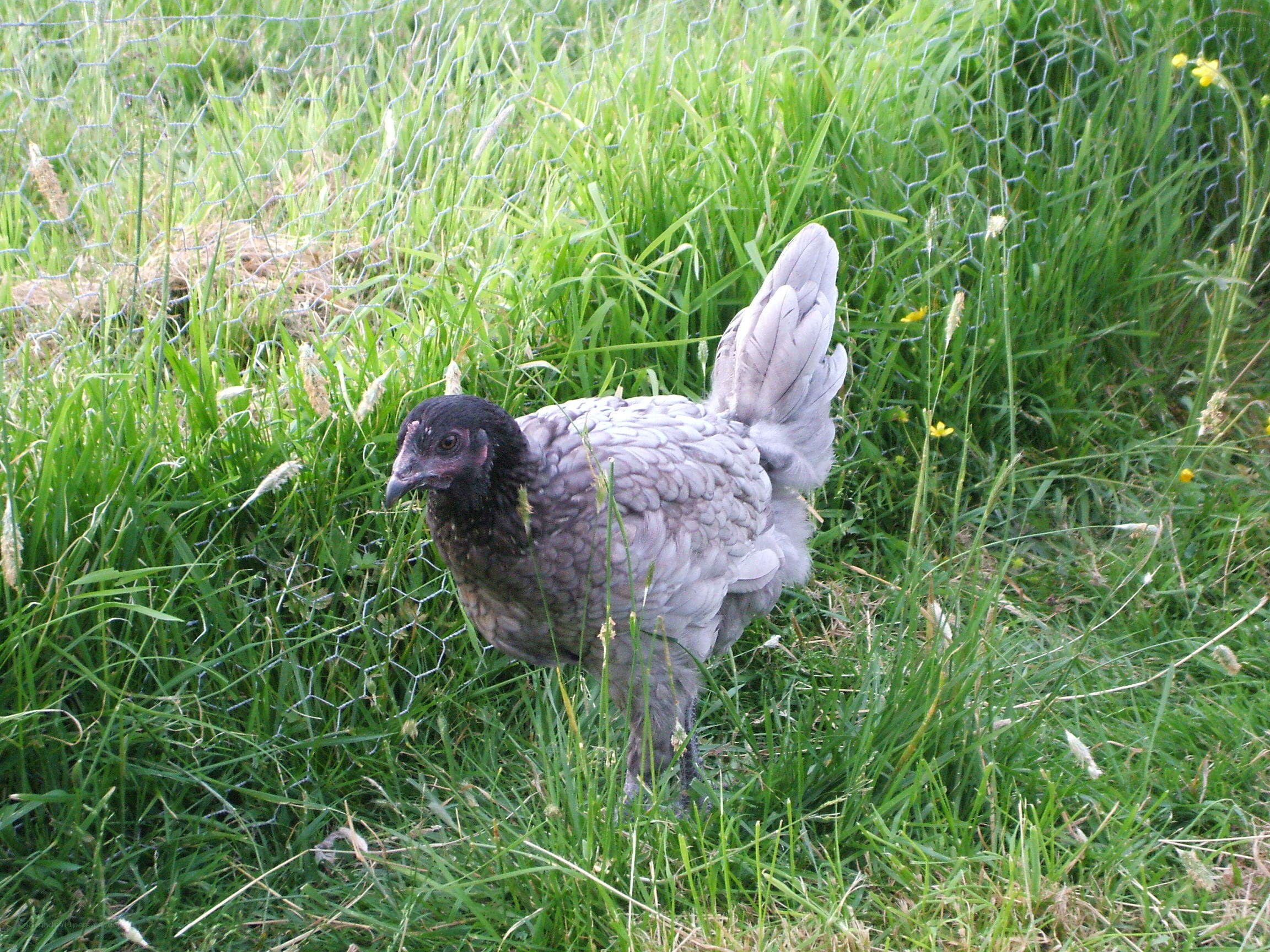 chicken in a grassy field