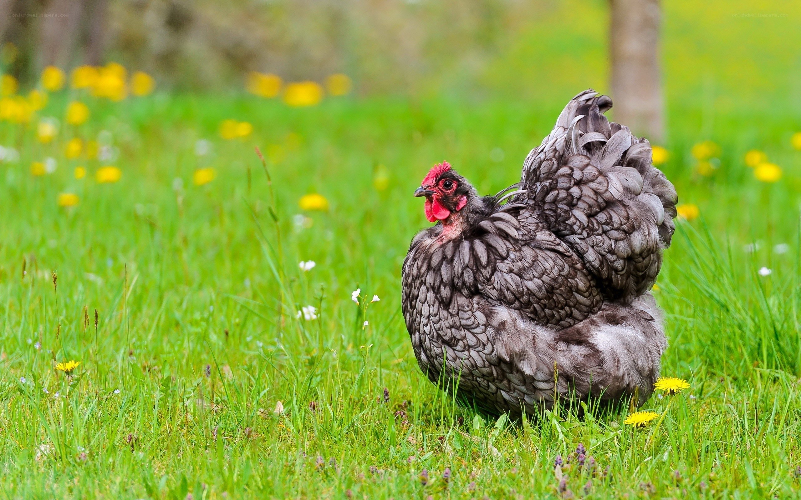 Chicken in a grassy field