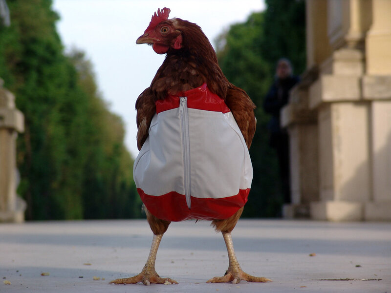 chicken in a red and white vest