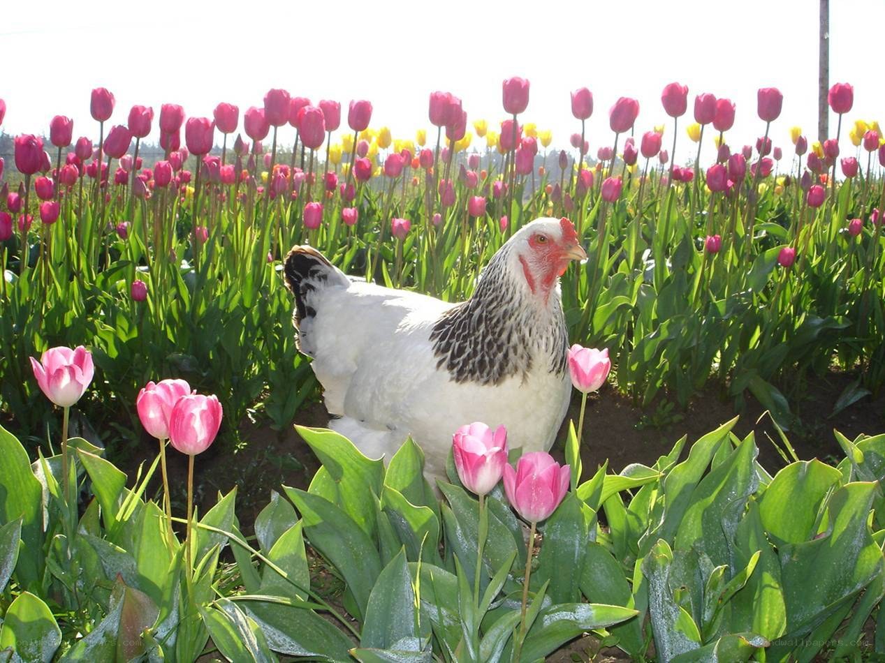 Chicken in a tulip field