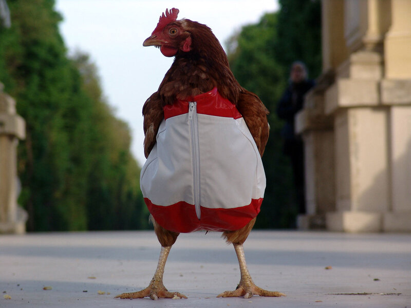 Chicken in a Vest