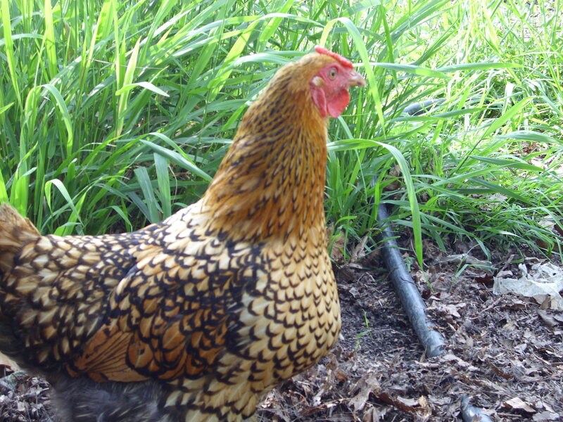 chicken in grassy area