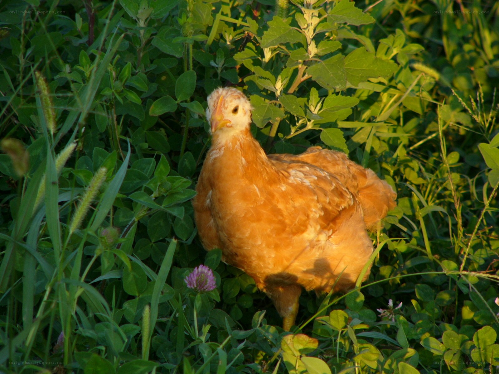 chicken in green grass
