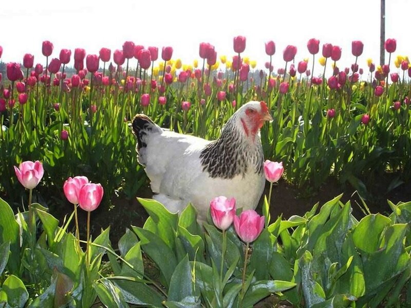Chicken in Tulip Field