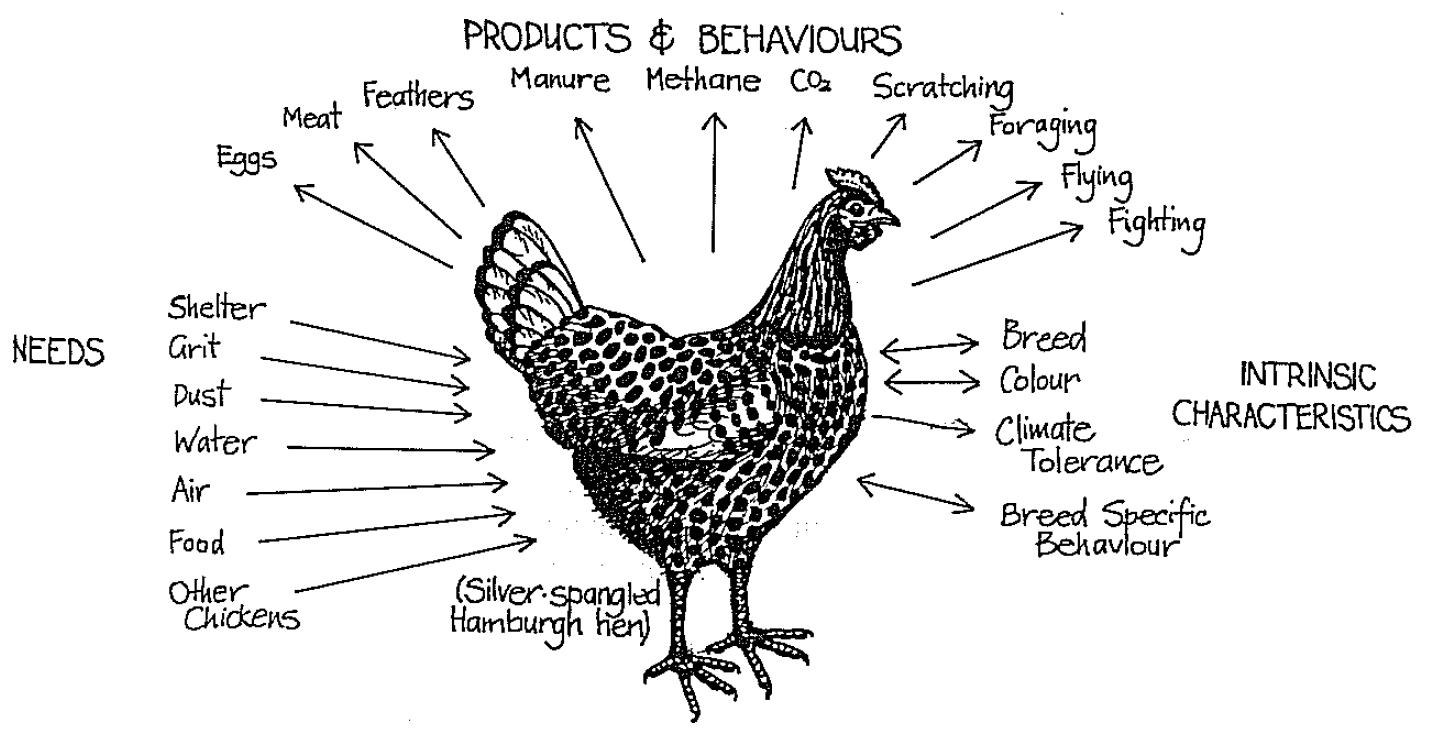 Chicken Needs and Traits Diagram