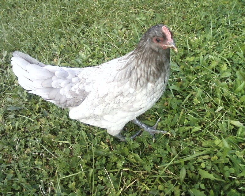 chicken on grass