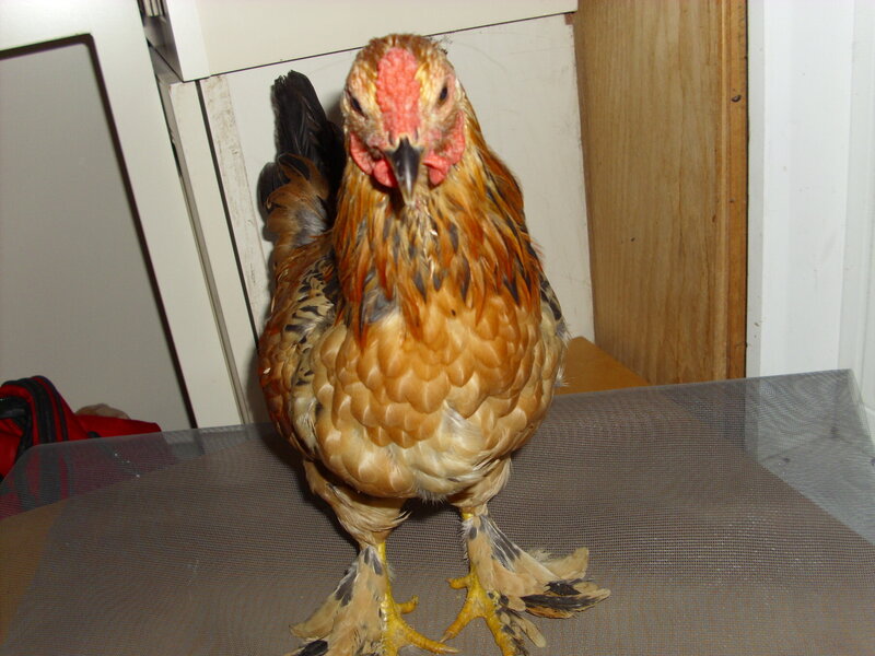 Chicken on Mesh Surface