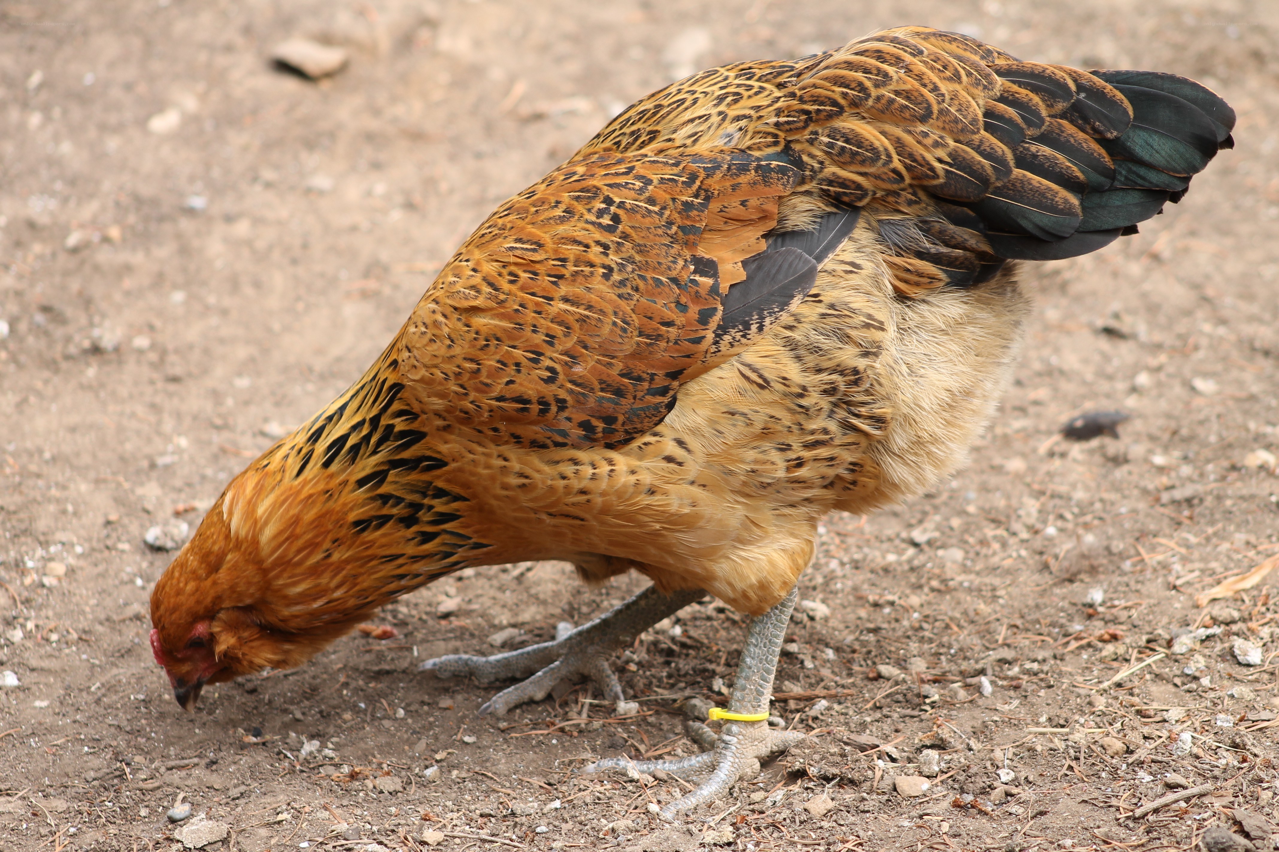 chicken pecking at ground