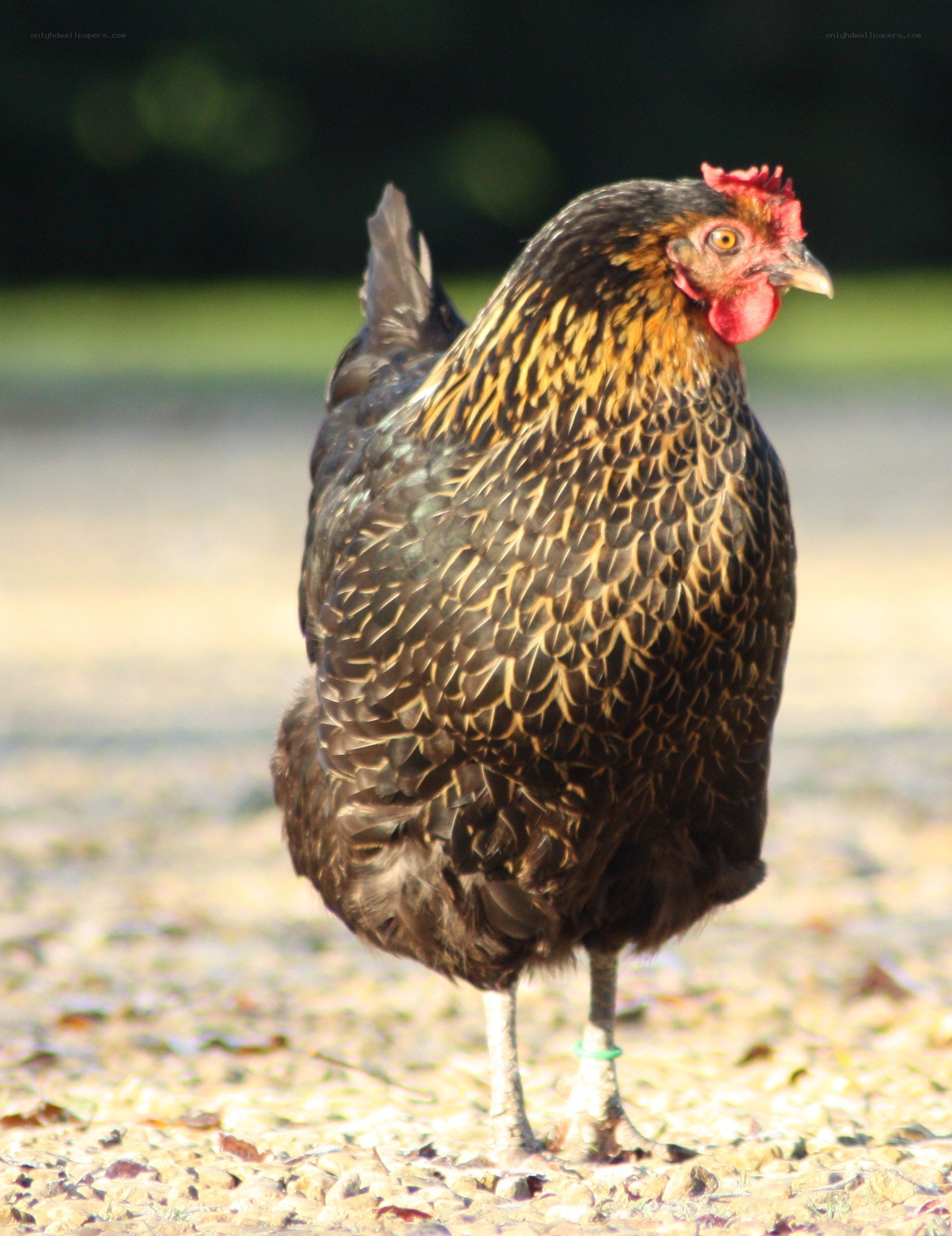 chicken standing on ground