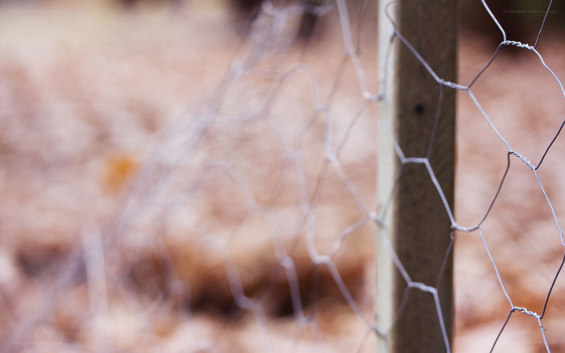 chicken wire fence in forest