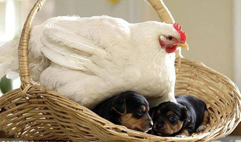 Chicken with Puppies