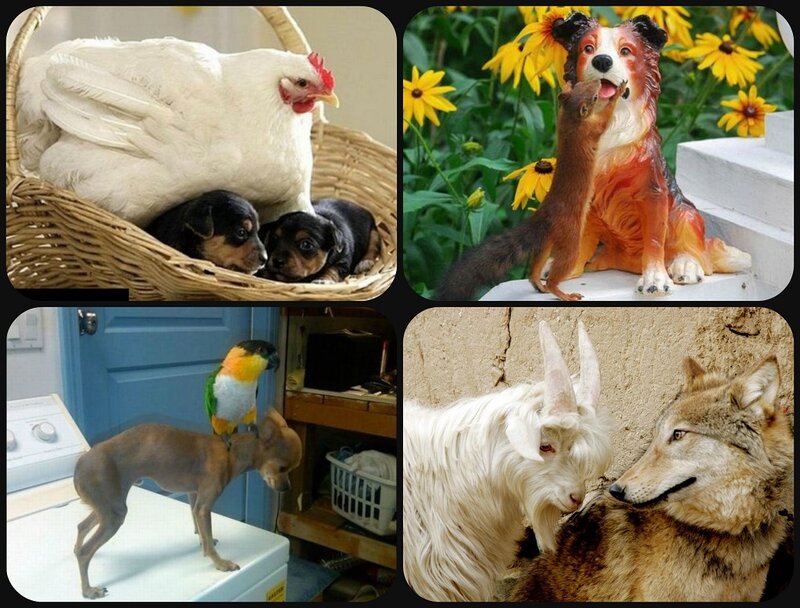 Chicken with Puppies — White