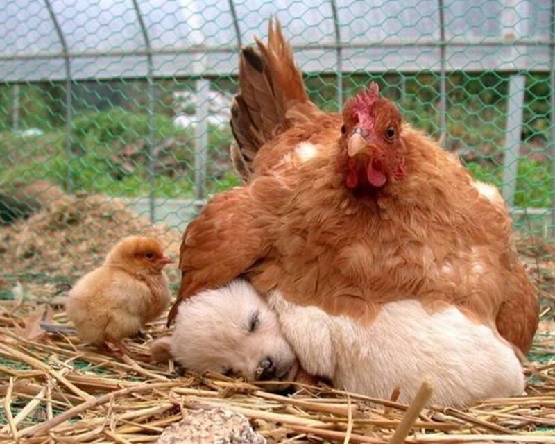 Chicken with Puppy and Chick — Brown, Calm