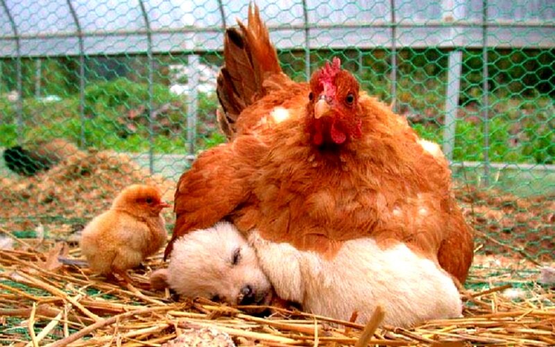 Chicken with Puppy and Chick — Brown