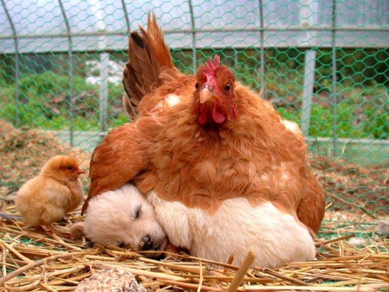 Chicken with puppy and chick