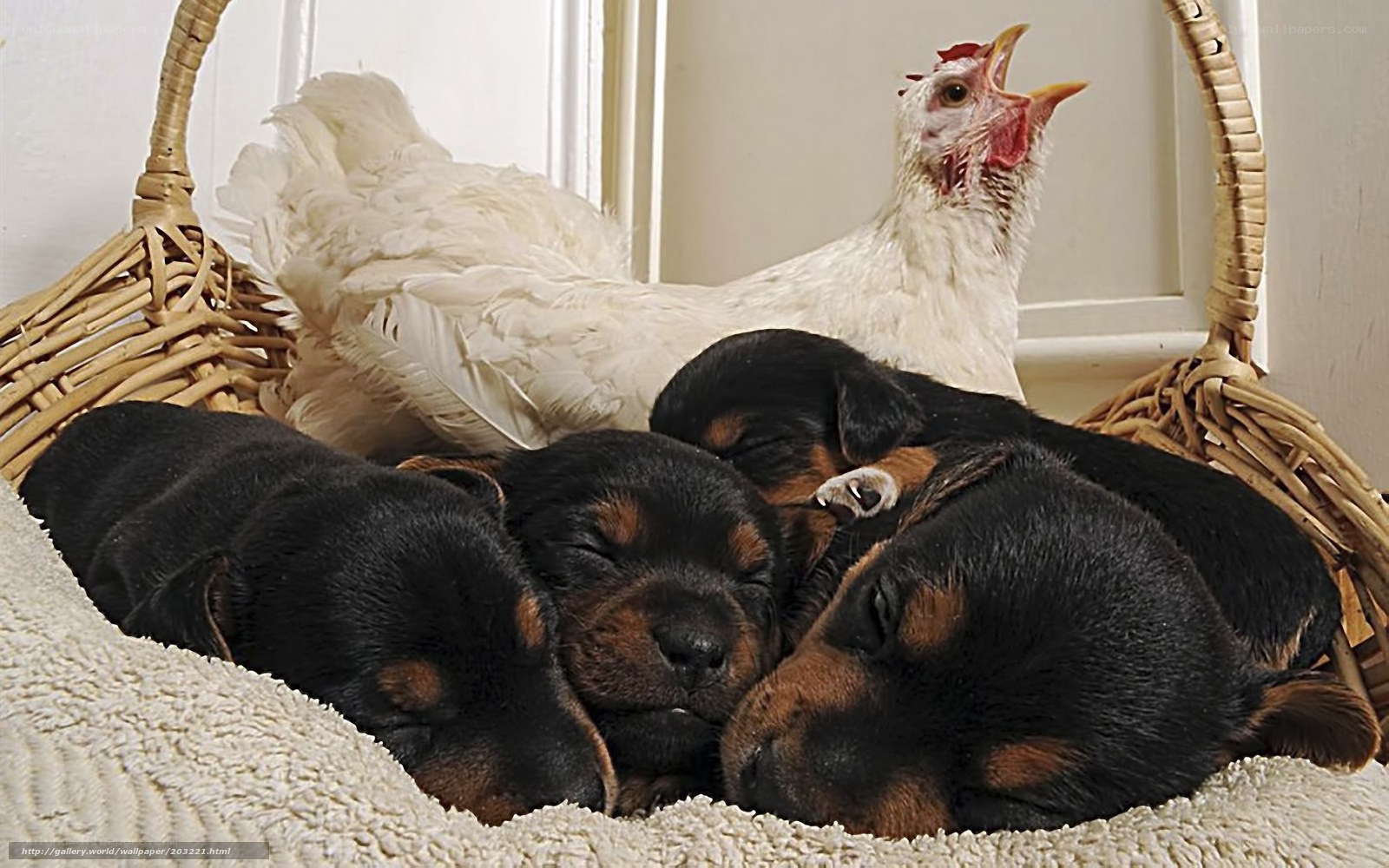 chicken with sleeping puppies
