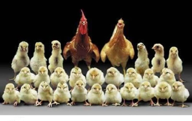 Chickens and Chicks