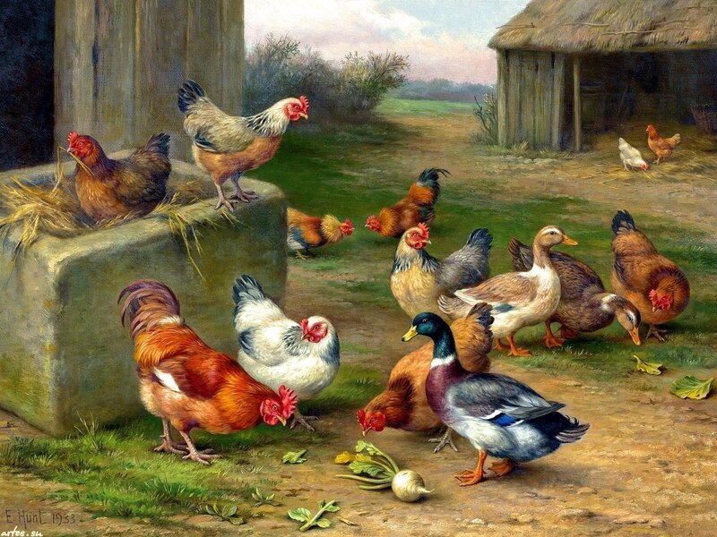 Chickens and Ducks in Yard