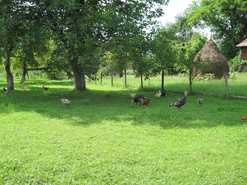 Chickens and Turkeys in Field