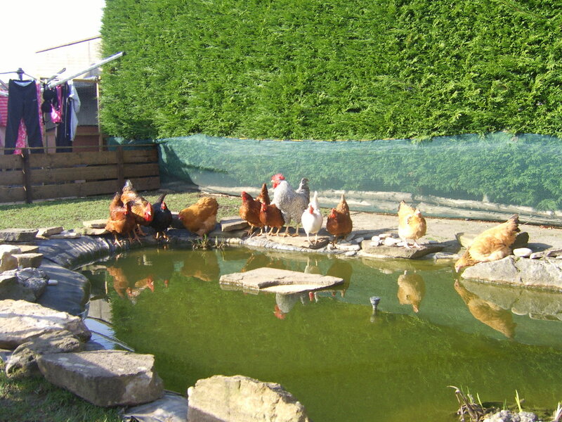 Chickens at Pond Edge