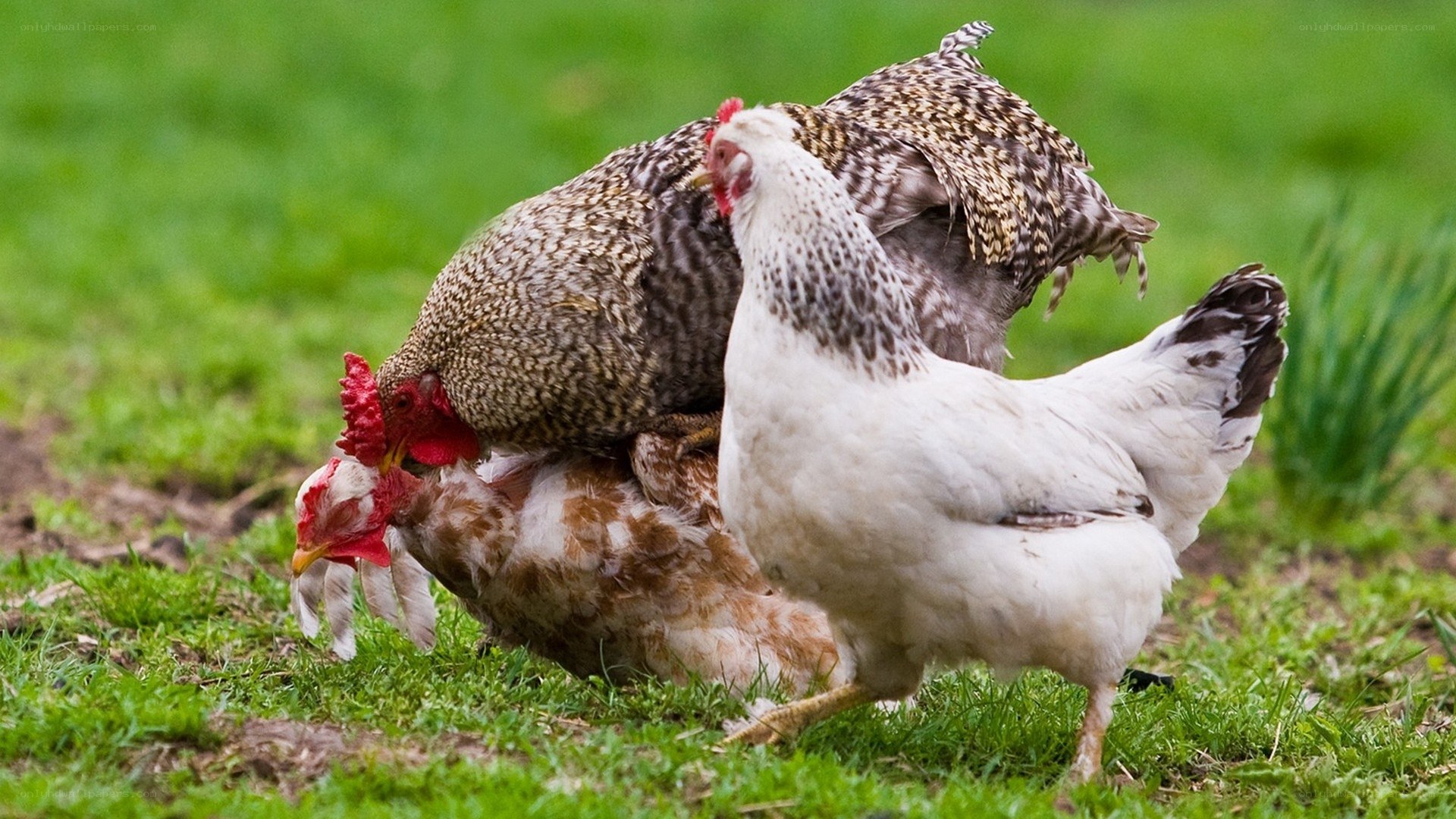 Chickens foraging in a field