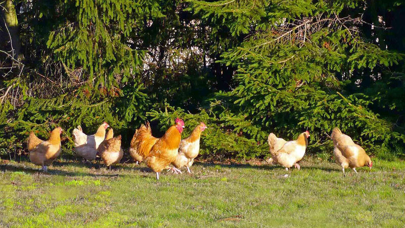 Chickens foraging in a sunny field