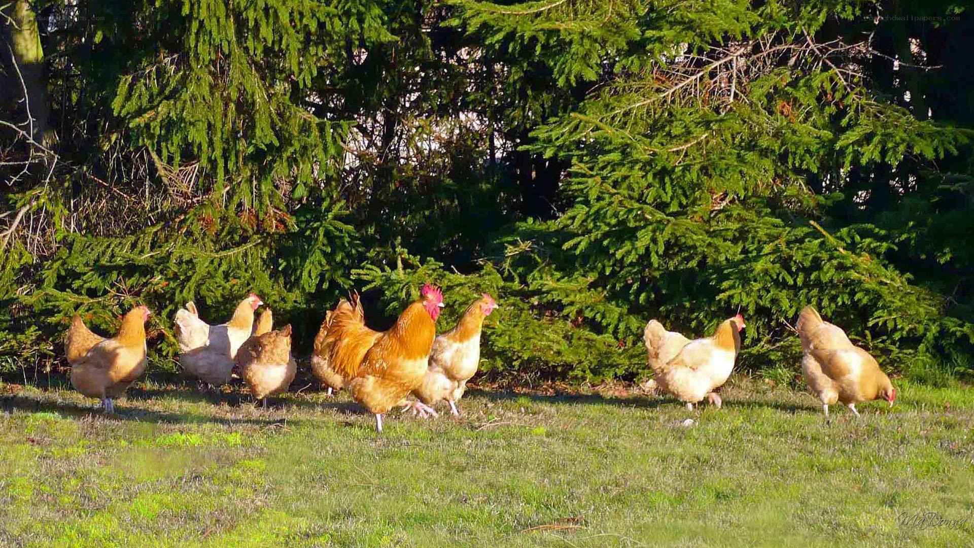 Chickens foraging in a sunny field