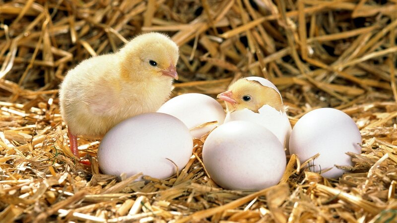 Chickens hatching in straw