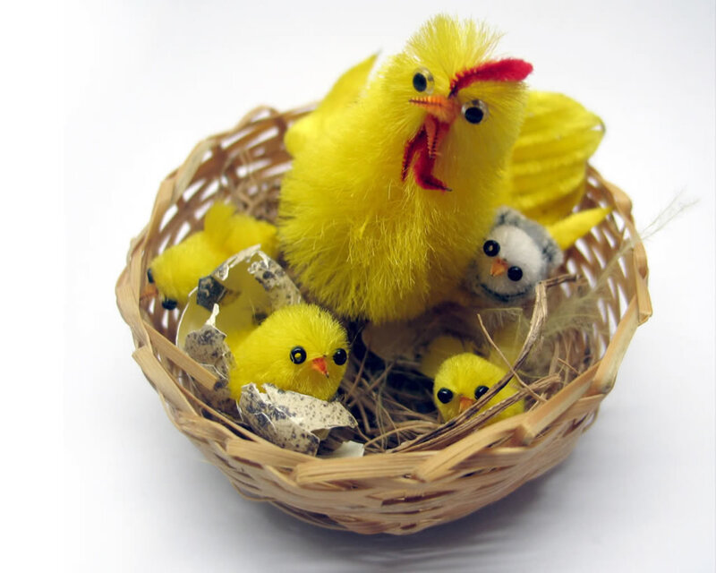 chickens in a basket