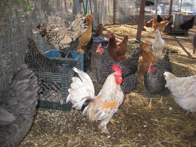 Chickens in a coop