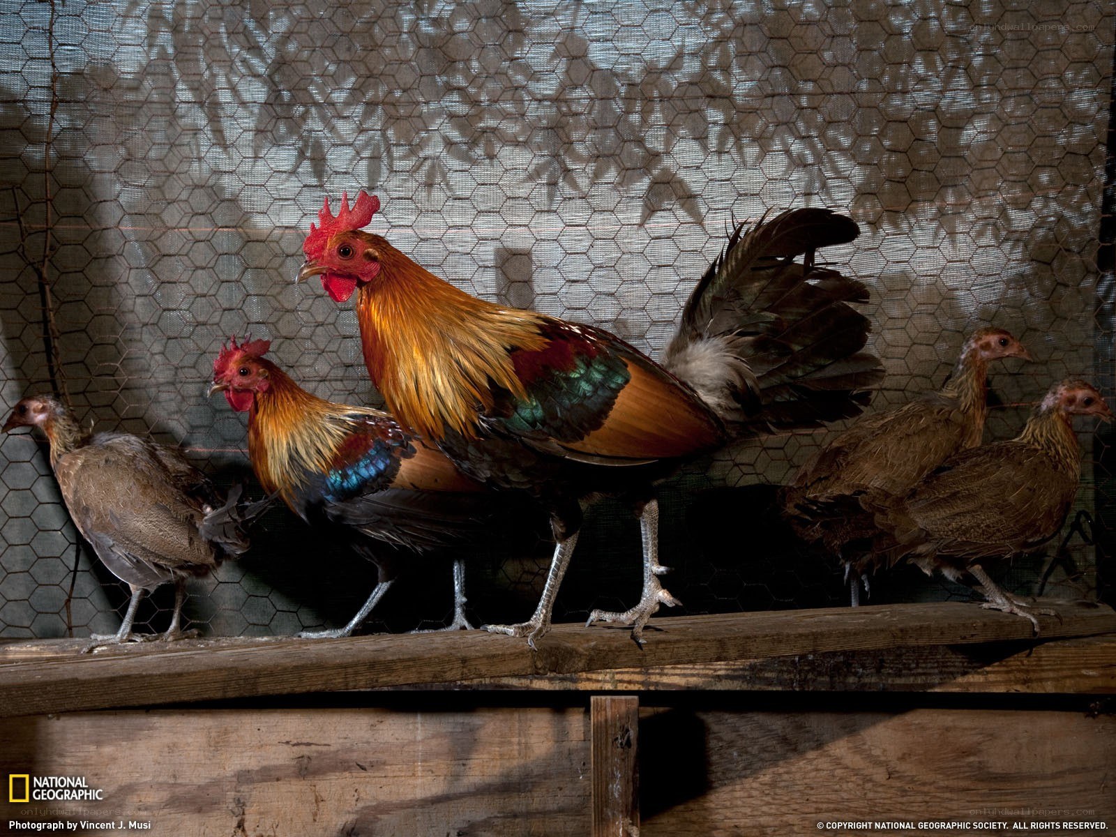 Chickens in a coop