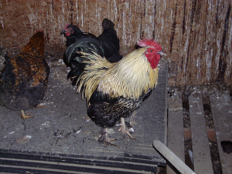 Chickens in a coop