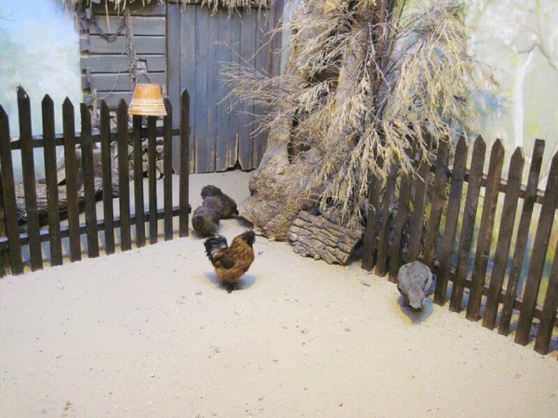 Chickens in a Coop — Brown, Calm