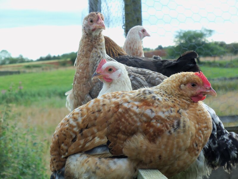 Chickens in a Coop — Brown