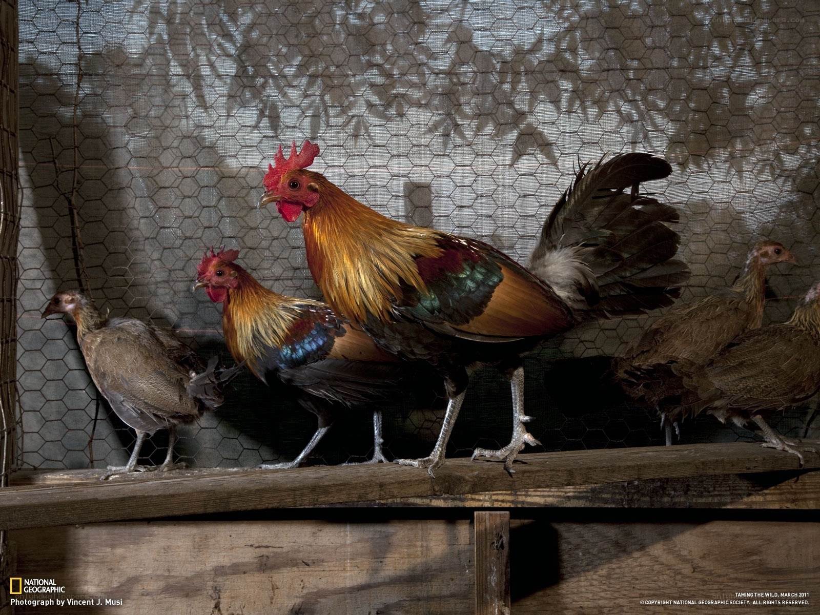 Chickens in a coop