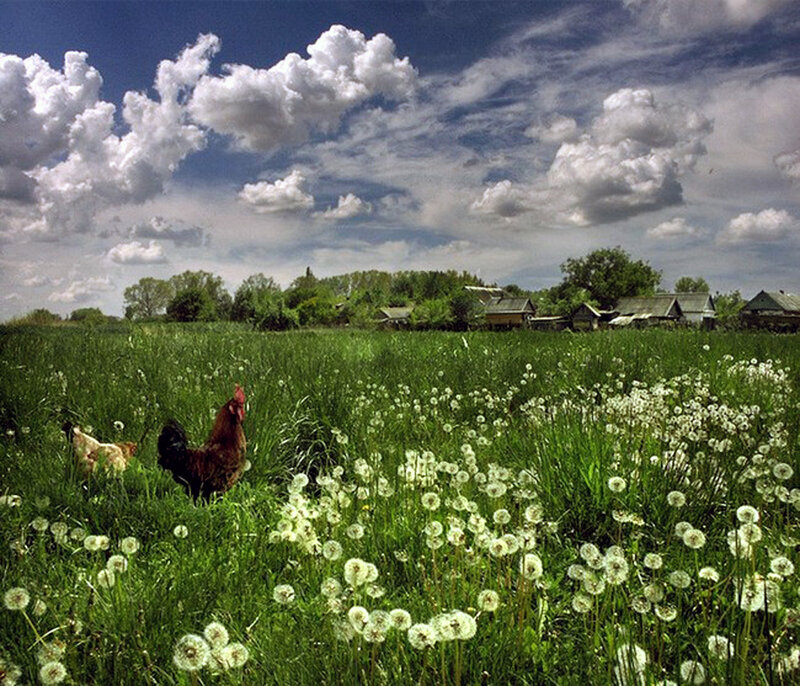 Chickens in a dandelion field