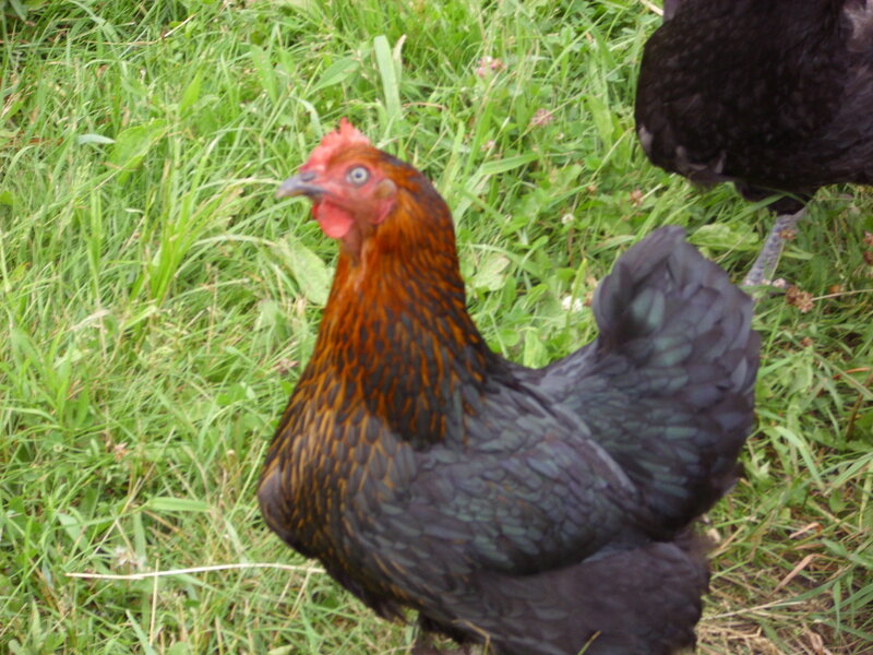 chickens in a grassy field
