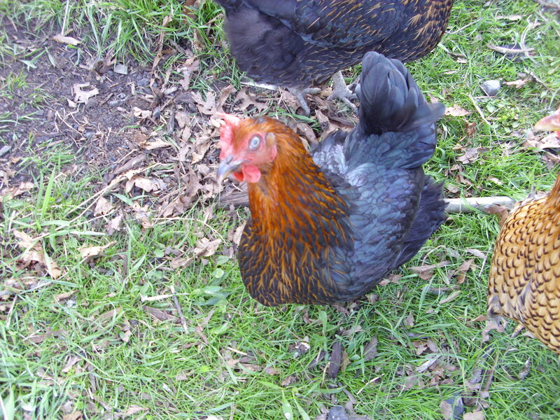 chickens in a grassy yard