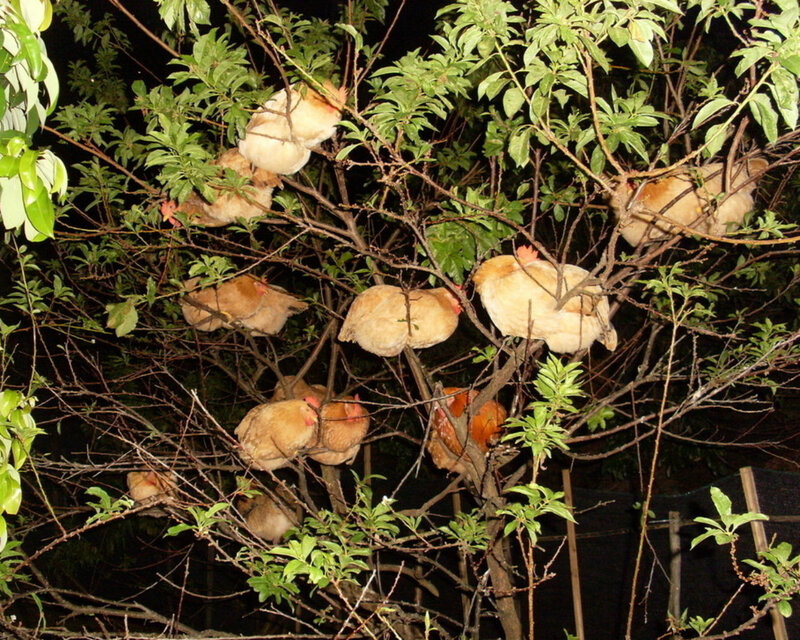 Chickens in a Tree