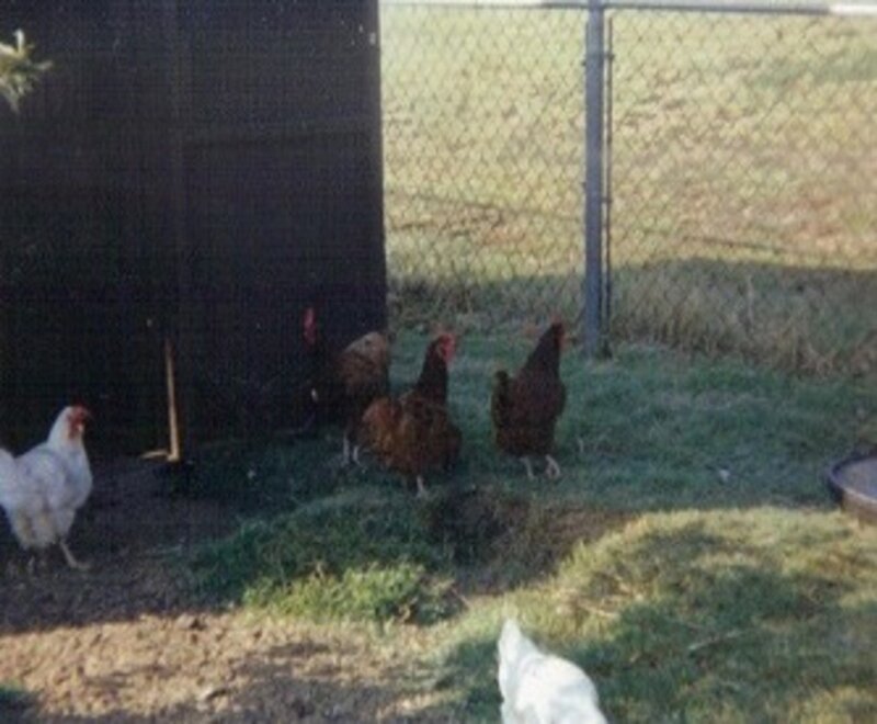 Chickens in a Yard — Green, Calm
