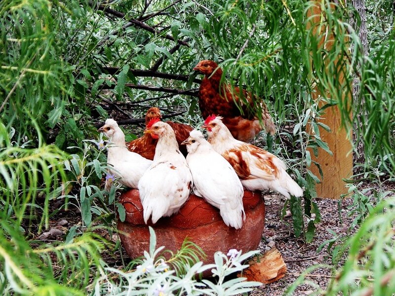 Chickens in Garden — Green, Natural