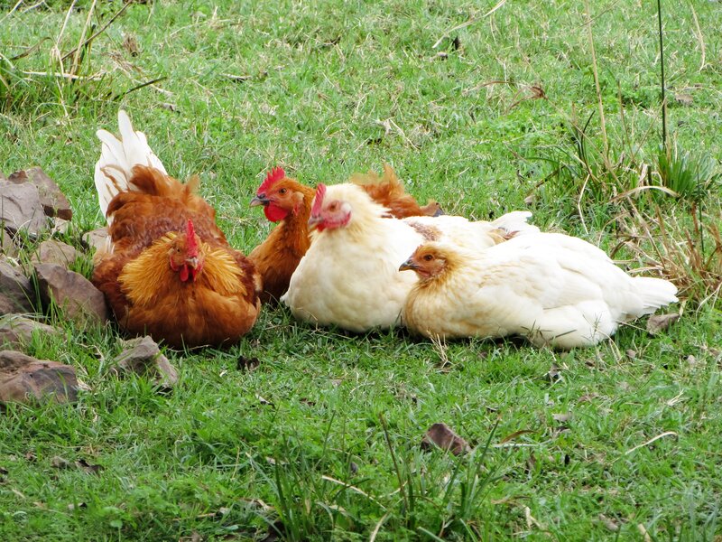 Chickens in Grass