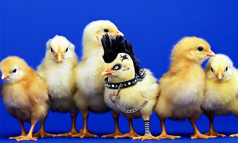 Chickens in Punk Outfit