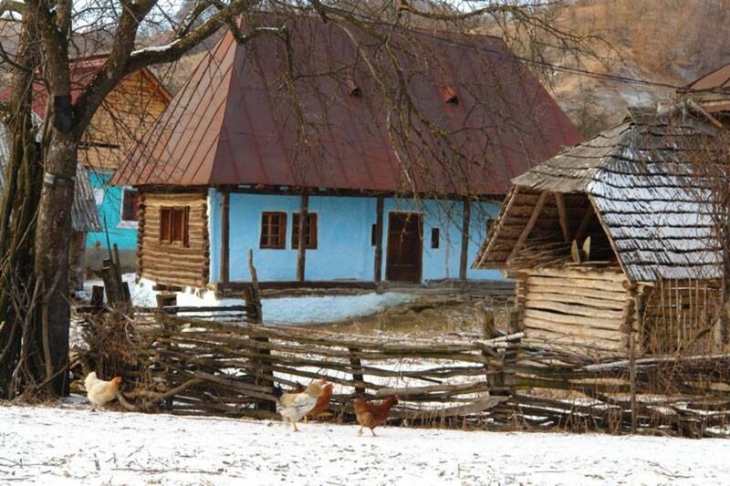 Chickens in Snow