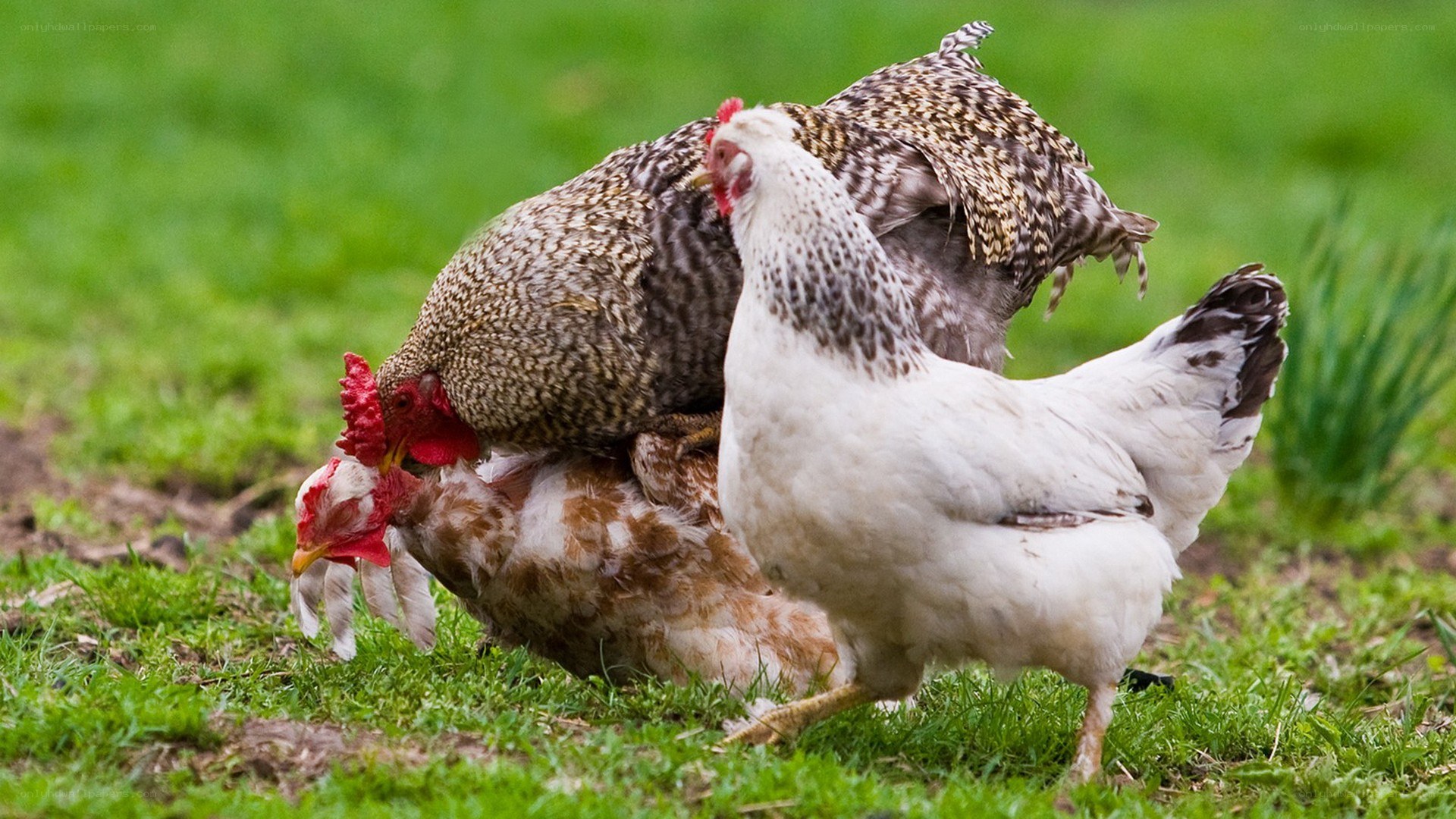 Chickens mating in grass